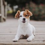bienfaits des croquettes pour chiens