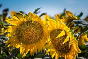 météo agricole