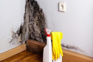Moisissure sur les murs causes et comment l'enlever !