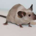 Pièges à rats