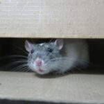 Installer des pièges pour attraper les rats