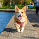 Croquettes adaptées à un chien en surpoids
