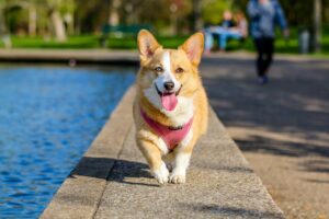 Croquettes adaptées à un chien en surpoids