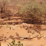 Animaux dans le parc de Marsabit au Kenya