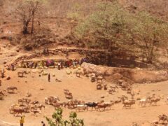 Animaux dans le parc de Marsabit au Kenya