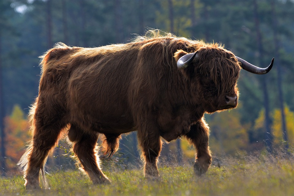 gros taureau