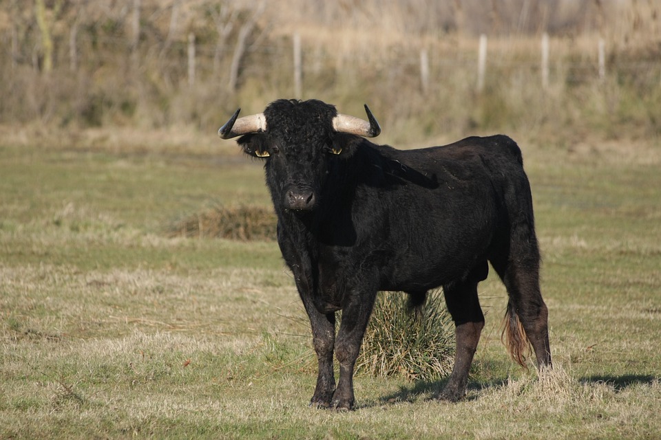 taureau de corrida