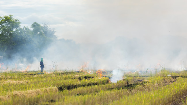 Brûler les champs en Thaïlande