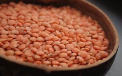 lentilles nutritionnelles