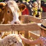 fête agricole